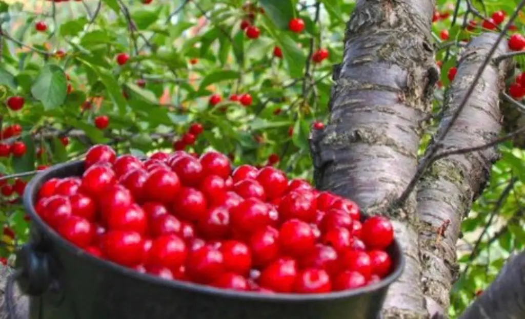 Bucket of cherries under a cherry tree